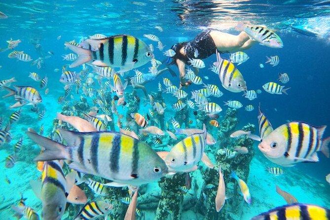 Garden Fish, Gili Air